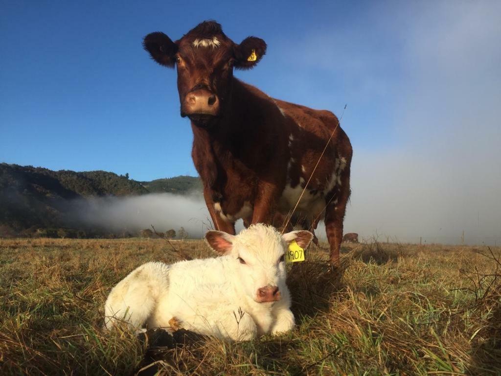 Mohaka River Farm Te Haroto Extérieur photo